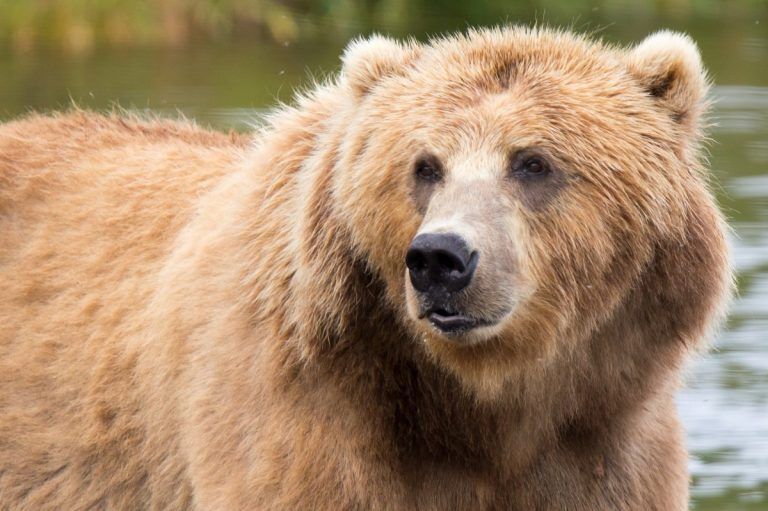 Los osos de Alaska prefieren comer bayas a salmón por el cambio climático