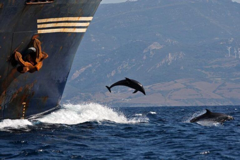 WWF defiende que el Mediterráneo sea el motor de recuperación en los países de su entorno