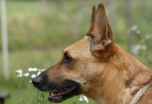 21 de julio, Día Mundial del Perro