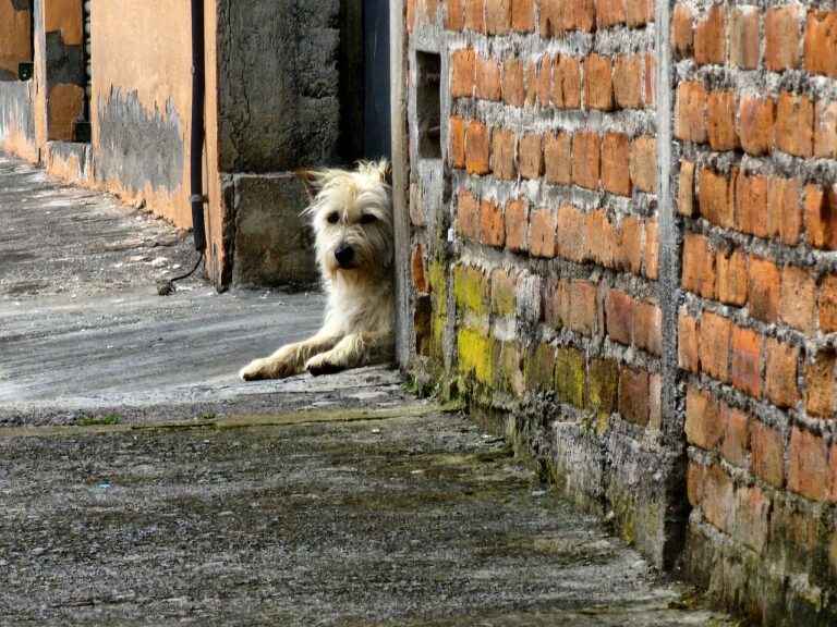 Animales perdidos